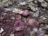 Callistosporium purpureomarginatum image