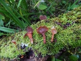 Dacryopinax elegans image