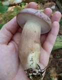 Tylopilus violatinctus image