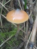 Psilocybe azurescens image