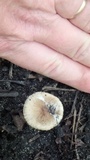 Inocybe rimosa image