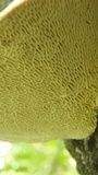 Trametes gibbosa image