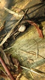 Lycoperdon curtisii image
