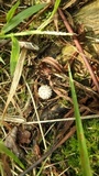 Lycoperdon curtisii image