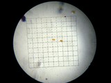 Image of Saccharomyces bayanus
