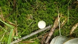 Lycoperdon curtisii image