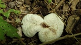 Entoloma abortivum image