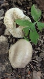 Entoloma abortivum image