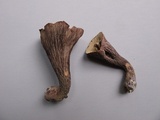 Gomphus ludovicianus image
