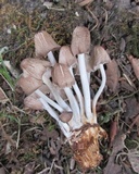 Mycena inclinata image