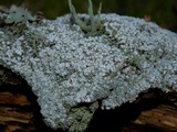 Pertusaria amara f. amara image