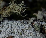 Pertusaria amara f. amara image