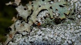 Pertusaria amara f. amara image