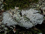 Pertusaria amara f. amara image