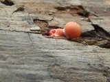 Lycogala epidendrum image