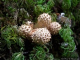 Pholiota squarrosa image