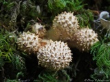 Pholiota squarrosa image