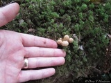 Pholiota squarrosa image