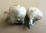 Scleroderma bovista image