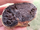 Scleroderma bovista image