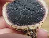 Scleroderma bovista image