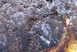 Scleroderma bovista image