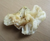 Ductifera pululahuana image