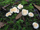 Hydnum oregonense image