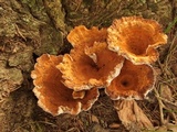Coltricia perennis image