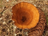 Coltricia perennis image