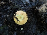 Russula xerampelina image