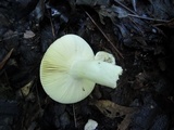 Russula xerampelina image