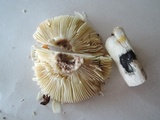 Russula xerampelina image