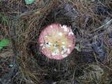 Russula vinosa image