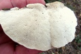 Trametes gibbosa image