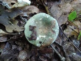 Russula aeruginea image