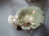 Russula aeruginea image