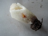 Russula aeruginea image