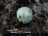 Russula aeruginea image