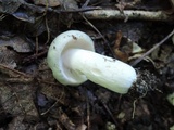 Russula aeruginea image