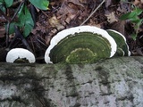 Trametes gibbosa image
