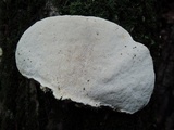 Trametes gibbosa image