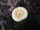 Lactarius deceptivus image