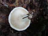 Lactarius deceptivus image