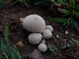 Lycoperdon curtisii image