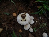 Lycoperdon curtisii image