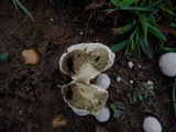 Lycoperdon curtisii image
