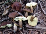 Leccinellum crocipodium image