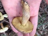 Leccinellum crocipodium image
