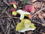 Boletus roodyi image